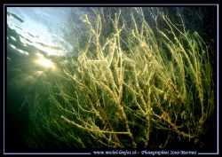 Branches of a tree caught in the waters of our lake. Beau... by Michel Lonfat 